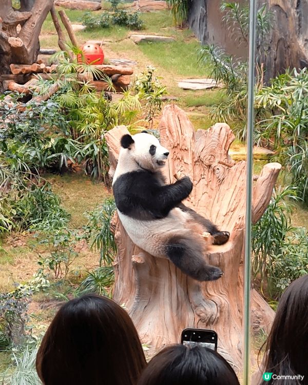 海洋公園絕對是打卡天堂!這裡不僅有刺激的遊樂設施,還有萌態百...