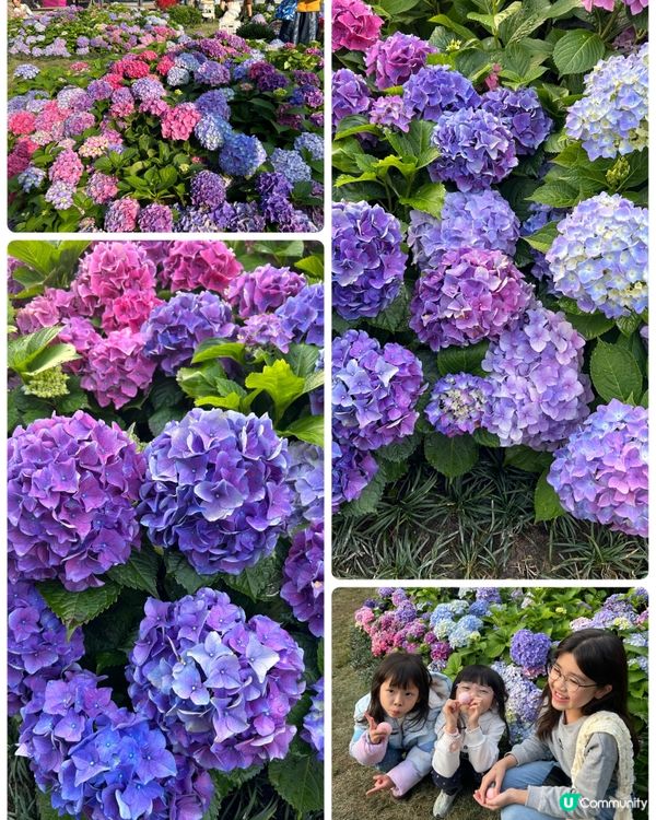 🇭🇰走進繡球花圃📸