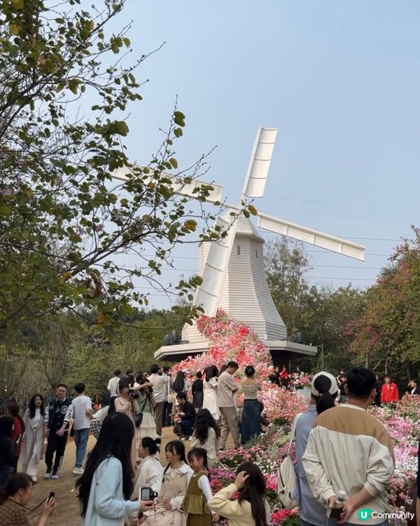 深圳荷蘭花卉小鎮🌸打卡勝地！
