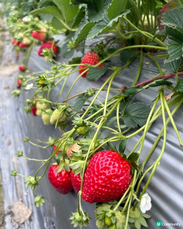 即摘即食士多啤梨🍓