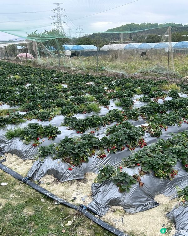 即摘即食士多啤梨🍓