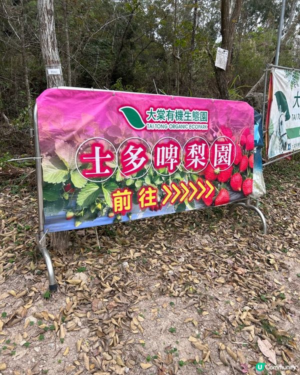 即摘即食士多啤梨🍓