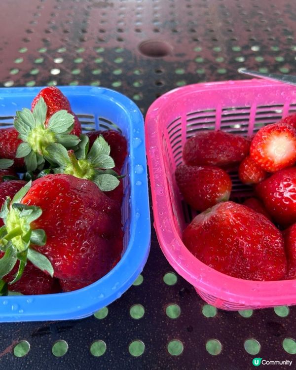 即摘即食士多啤梨🍓