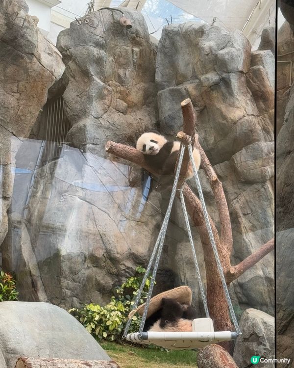 體驗海洋公園$1500門票與🐼家姐細佬