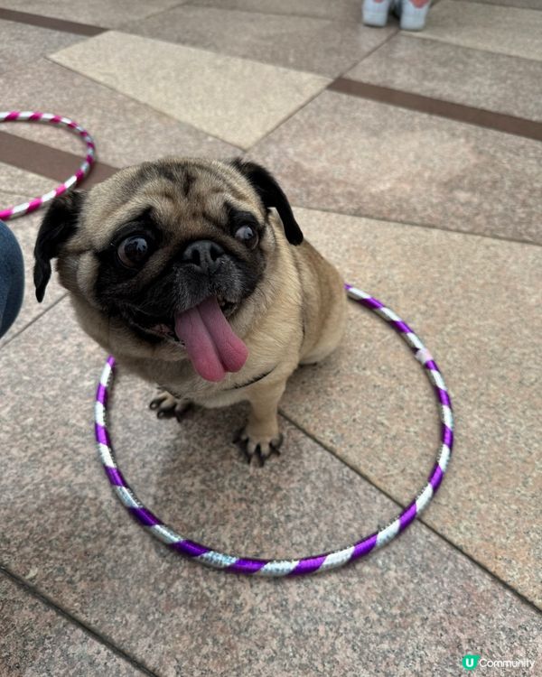 🐕🐾狗狗親子好去處👶🏻🍼