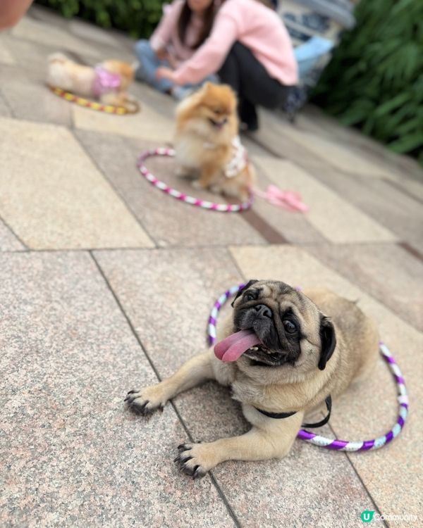 🐕🐾狗狗親子好去處👶🏻🍼