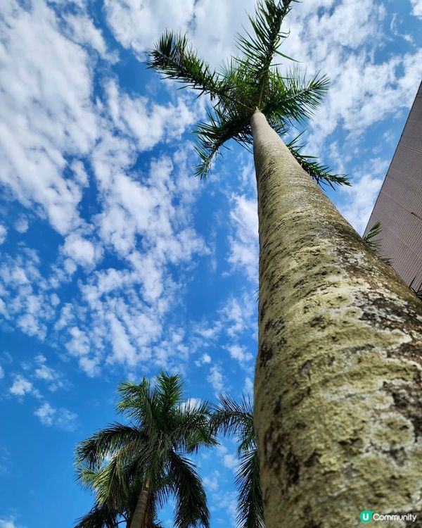 即然來到尖沙咀，那就到碼頭與夕陽來個偶遇吧🤩🤓