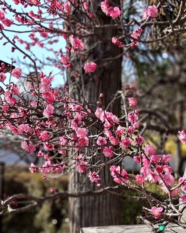 日本最美Starbucks？太宰府天滿宮木系限定分店