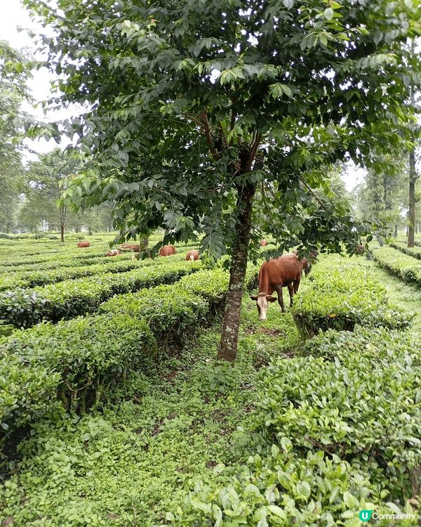 春季景色怡人,風景優美,綠草如茵,空氣清新,份外舒涼.