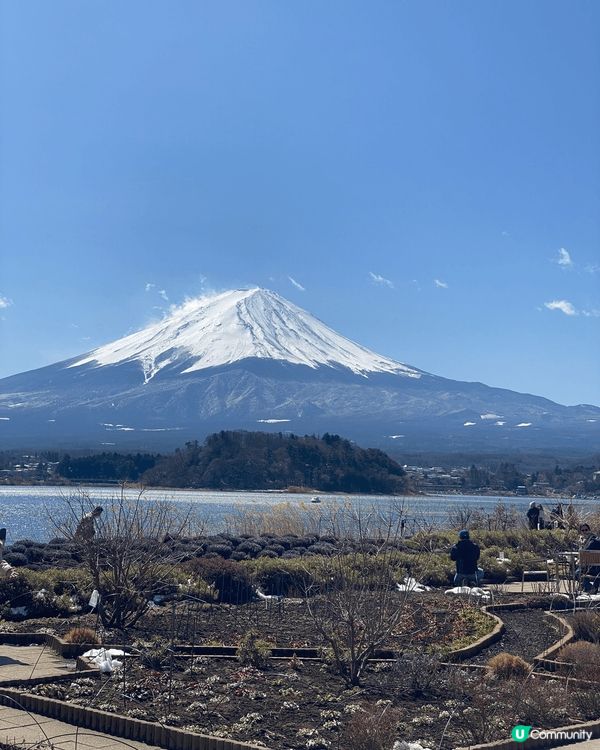 春天當然要去日本睇櫻花同富士山美景。天氣好配上剛剛開的花特別...