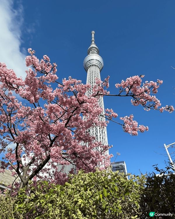提起春天，唔少得櫻花。東京嘅早櫻已經開緊！推薦最近去東京嘅話...