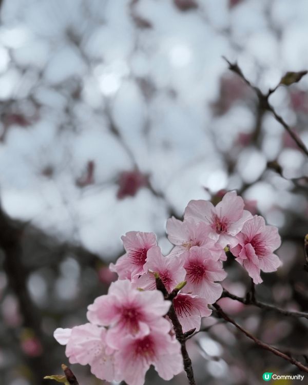 兩日一夜快閃台北，行程充實，簡單叉電之選！除了不停享受美食，...