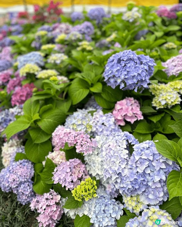 啟德體育館1/3正式新開幕 旁邊嘅零售館都好多商店可以逛 1...