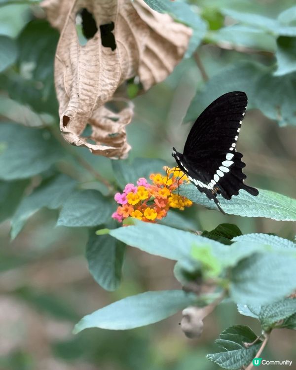 回暖左少少 係時候開始行山啦 帶住仔仔行白芒至梅窩 好易行 ...