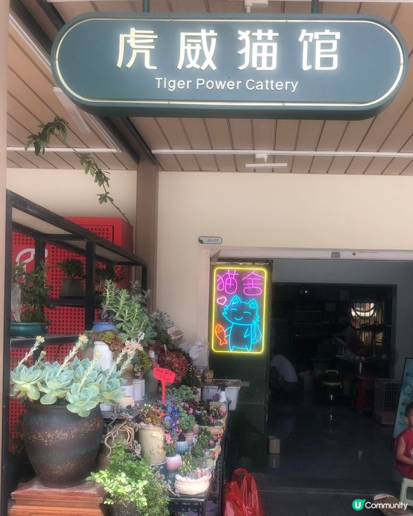 深圳荷蘭花卉小鎮cafe｜貓主子陪飲啡 vs 花海秘境下午茶