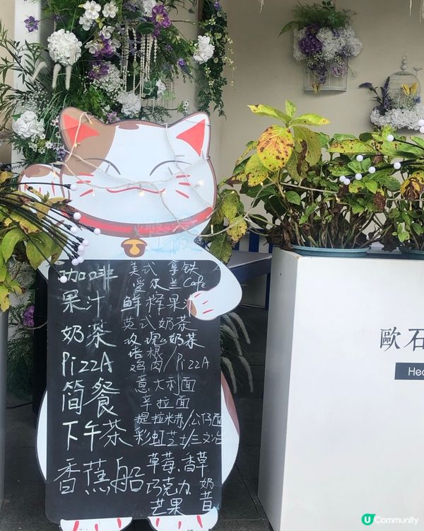 深圳荷蘭花卉小鎮cafe｜貓主子陪飲啡 vs 花海秘境下午茶