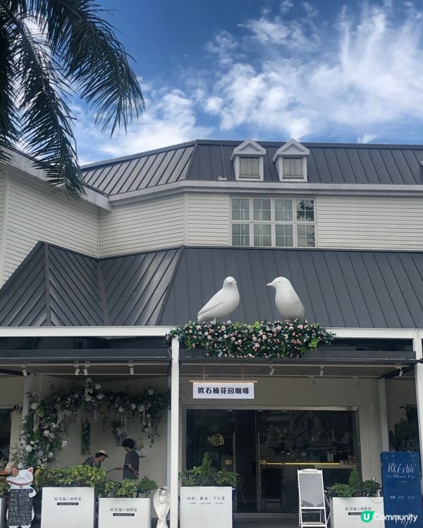 深圳荷蘭花卉小鎮cafe｜貓主子陪飲啡 vs 花海秘境下午茶