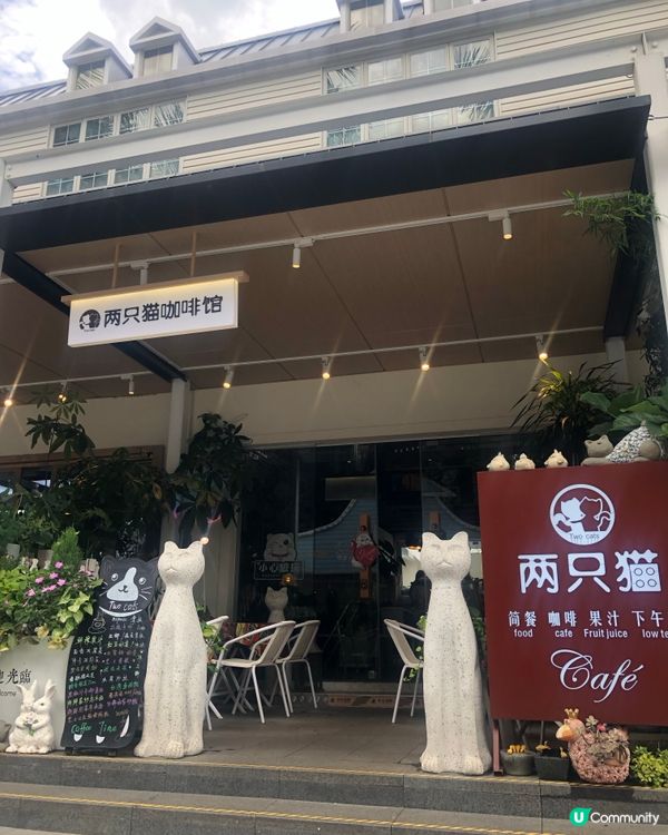 深圳荷蘭花卉小鎮cafe｜貓主子陪飲啡 vs 花海秘境下午茶