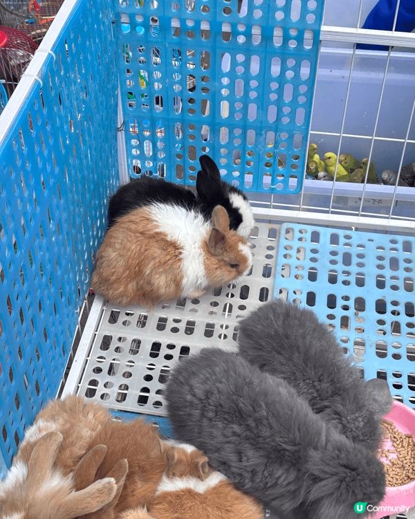 最近我去了深圳南山區的荷蘭花卉小鎮，這裡的建設風格靈感來自荷...