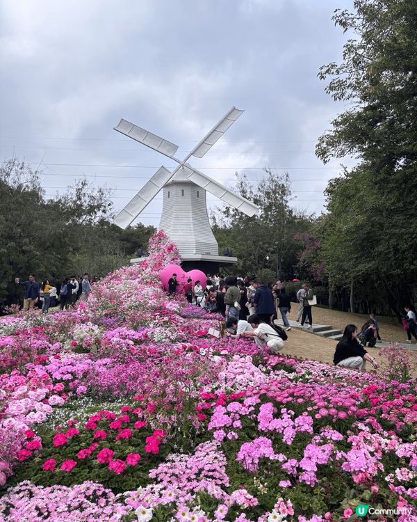 最近我去了深圳南山區的荷蘭花卉小鎮，這裡的建設風格靈感來自荷...