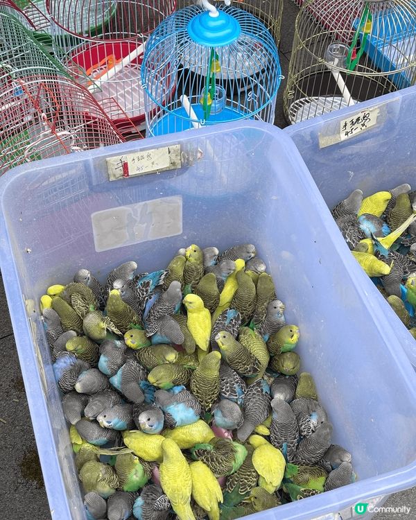 最近我去了深圳南山區的荷蘭花卉小鎮，這裡的建設風格靈感來自荷...