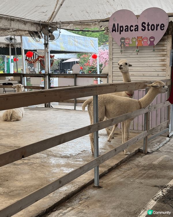 春季梗係要去行吓動物園啦，入面又有草泥馬，又有鴨仔，仲可以坐...