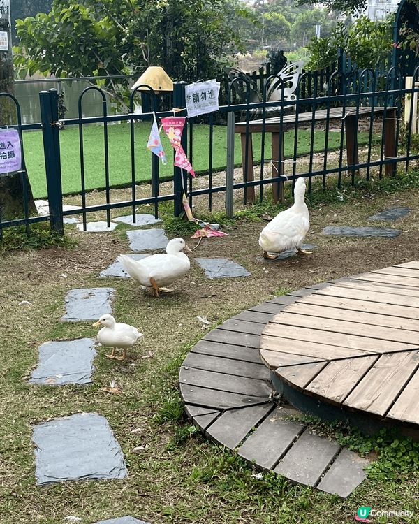 春季梗係要去行吓動物園啦，入面又有草泥馬，又有鴨仔，仲可以坐...