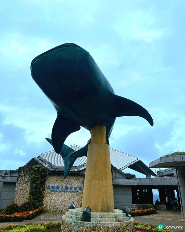 去亞洲最大的水族館🐋一睹鯨鯊