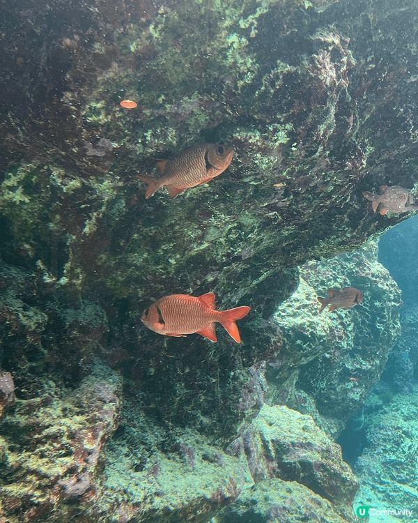 去亞洲最大的水族館🐋一睹鯨鯊