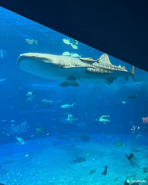 去亞洲最大的水族館🐋一睹鯨鯊