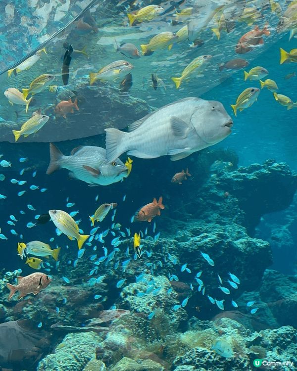 去亞洲最大的水族館🐋一睹鯨鯊