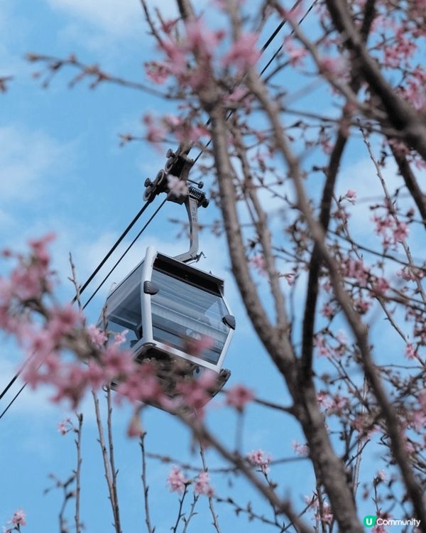 東涌櫻花園的櫻花🌸已經開始綻放,但目前人潮較多,櫻花的數量也...