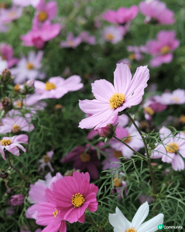 東涌櫻花園的櫻花🌸已經開始綻放,但目前人潮較多,櫻花的數量也...