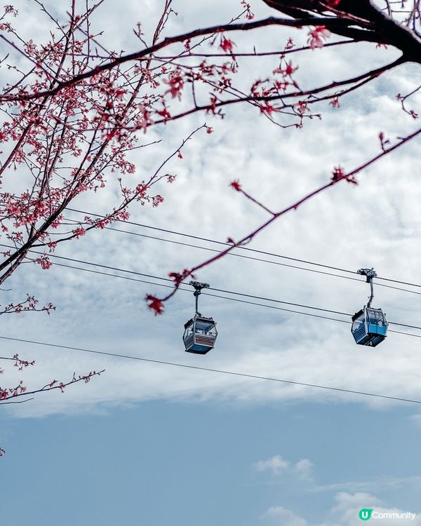 東涌櫻花園的櫻花🌸已經開始綻放,但目前人潮較多,櫻花的數量也...