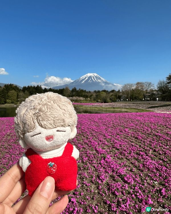 富士芝櫻祭會場值得推介的地方，粉紅色加上富士山，打咭已經一張...