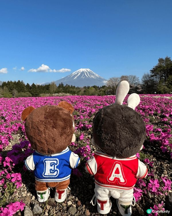 富士芝櫻祭會場值得推介的地方，粉紅色加上富士山，打咭已經一張...