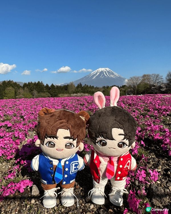 富士芝櫻祭會場值得推介的地方，粉紅色加上富士山，打咭已經一張...