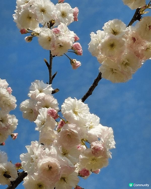深圳觀瀾湖櫻花節，園區多處種滿八重櫻，白色粉色，非常吸引，加...