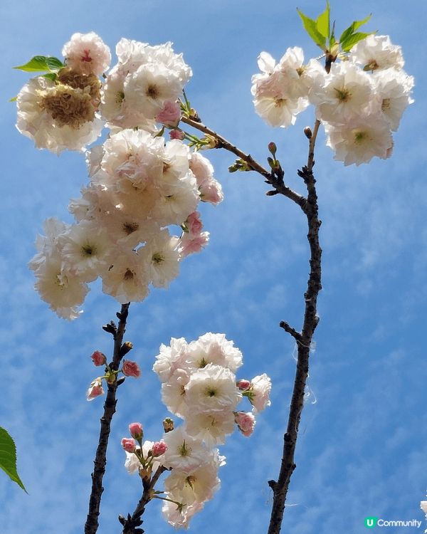 深圳觀瀾湖櫻花節，園區多處種滿八重櫻，白色粉色，非常吸引，加...