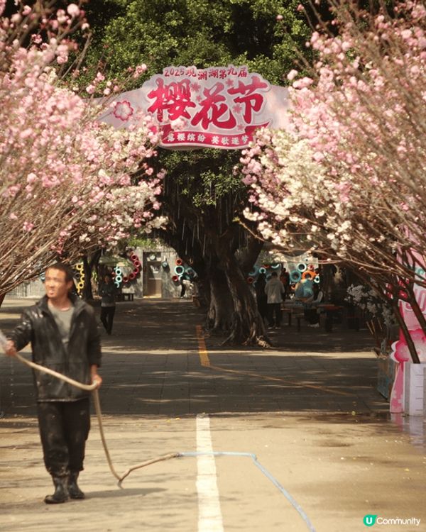 深圳觀瀾湖櫻花節，園區多處種滿八重櫻，白色粉色，非常吸引，加...