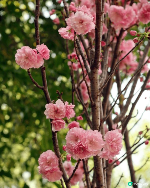 深圳觀瀾湖櫻花節，園區多處種滿八重櫻，白色粉色，非常吸引，加...