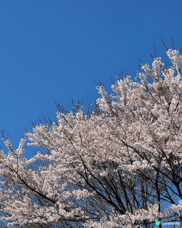 春季係東京賞櫻嘅最佳時機，氣溫回暖，櫻花盛開。目黑川係熱門地...