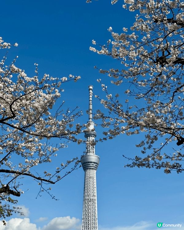 春季係東京賞櫻嘅最佳時機，氣溫回暖，櫻花盛開。目黑川係熱門地...