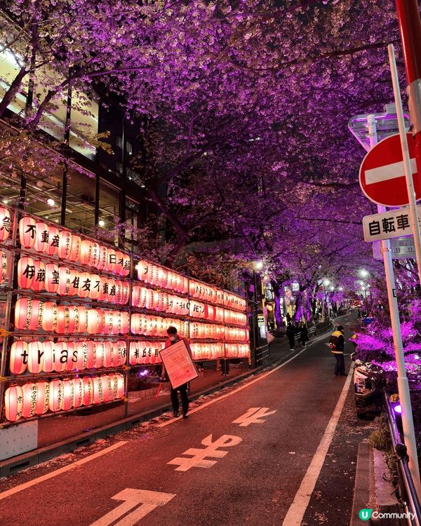 春季係東京賞櫻嘅最佳時機，氣溫回暖，櫻花盛開。目黑川係熱門地...