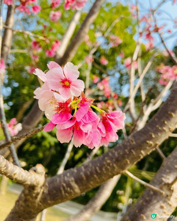 好靚既櫻花，天水圍公園，好多靚而不同品種既花，值得一去。