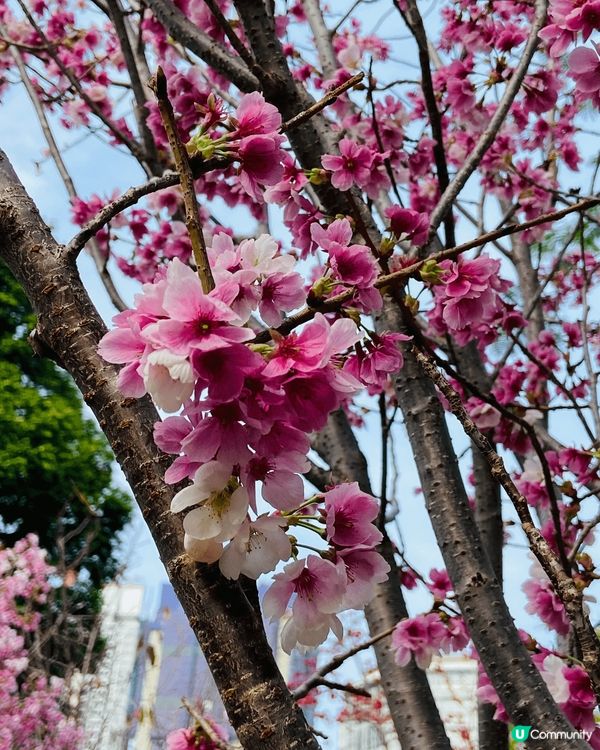 好靚既櫻花，天水圍公園，好多靚而不同品種既花，值得一去。