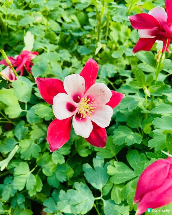 好靚既櫻花，天水圍公園，好多靚而不同品種既花，值得一去。