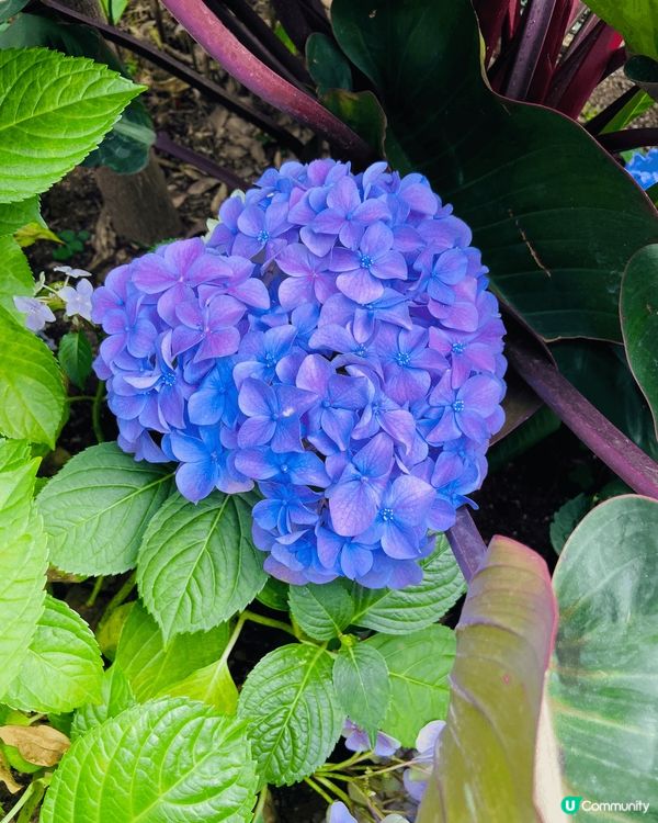 好靚既櫻花，天水圍公園，好多靚而不同品種既花，值得一去。