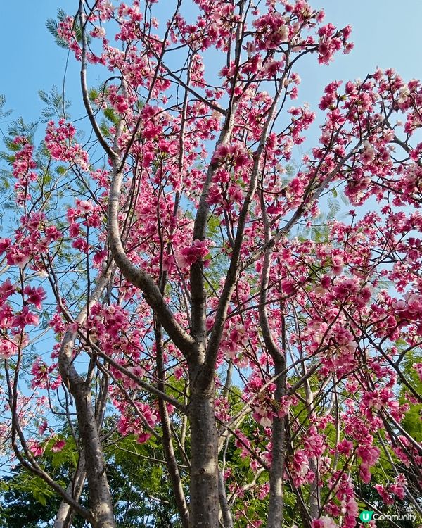 好靚既櫻花，天水圍公園，好多靚而不同品種既花，值得一去。