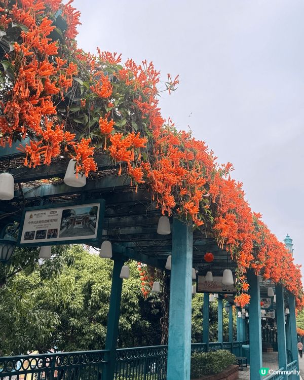 ## 春天🌸隨手拍📸，美到爆💥！